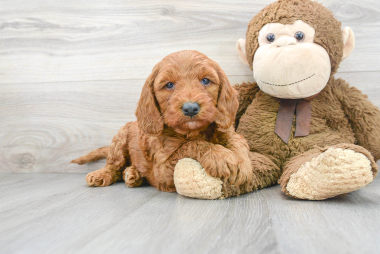 Cute Mini Goldendoodle Baby