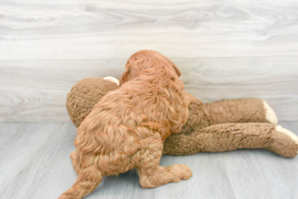 Smart Mini Goldendoodle Poodle Mix Pup