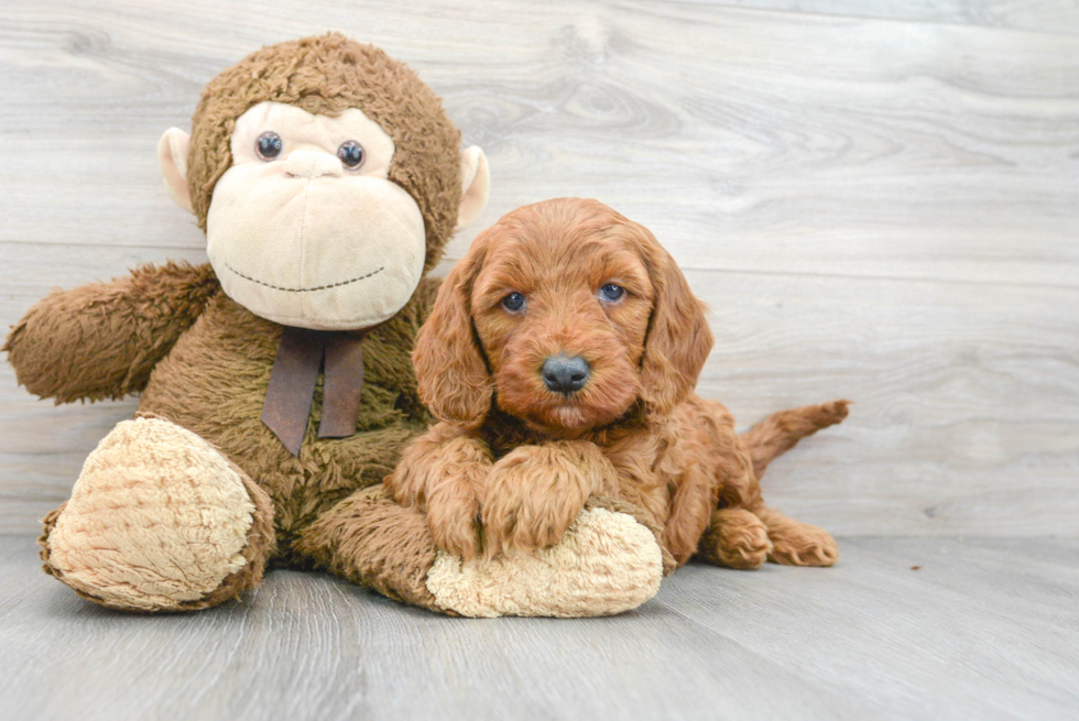 Energetic Golden Retriever Poodle Mix Puppy