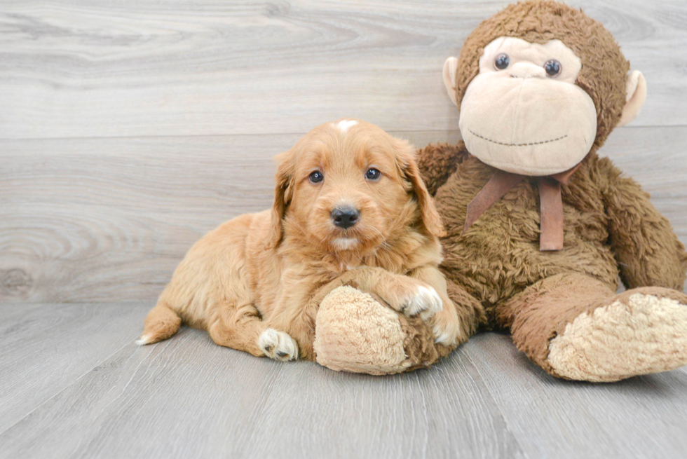 Mini Goldendoodle Pup Being Cute