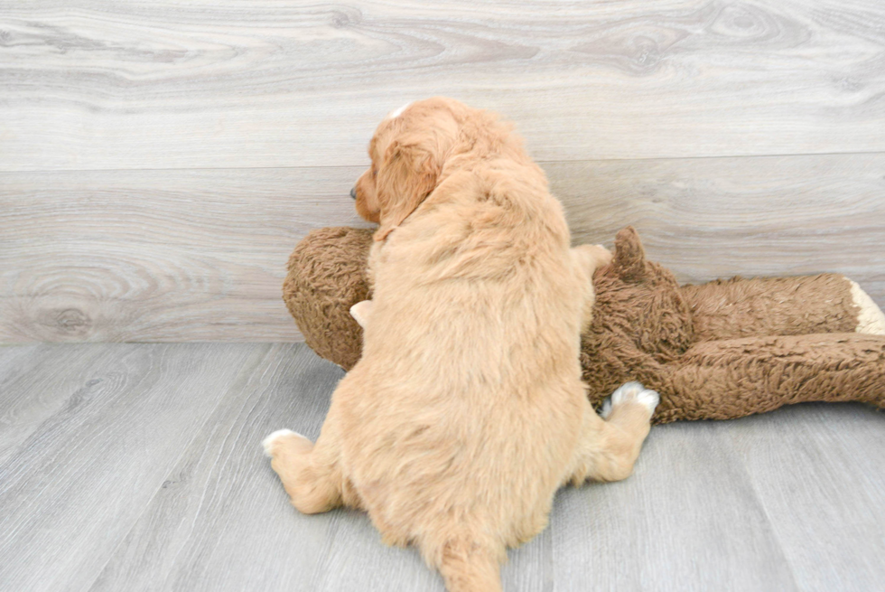 Mini Goldendoodle Puppy for Adoption