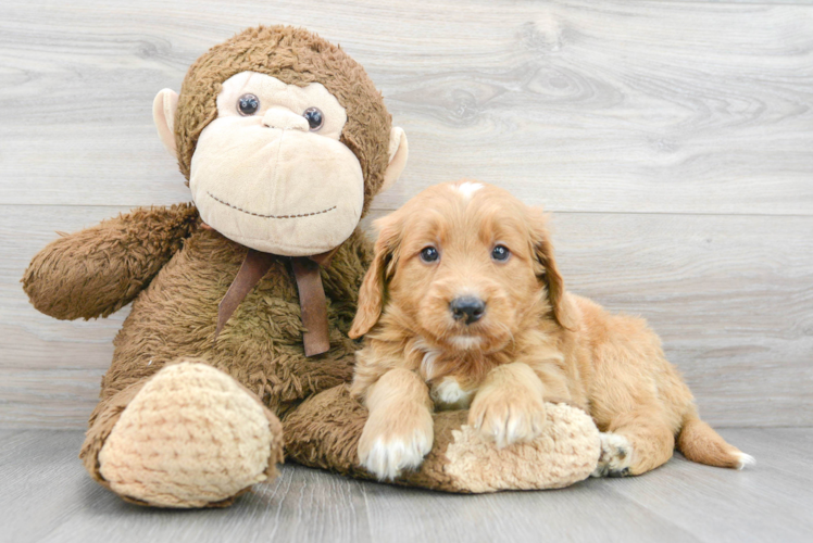 Small Mini Goldendoodle Baby