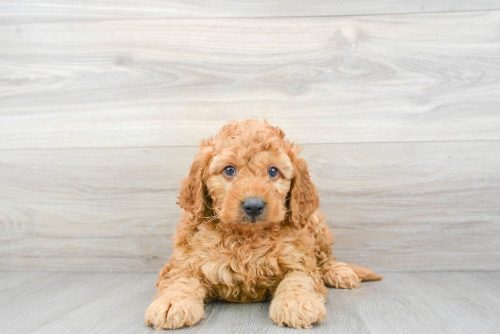 Mini Goldendoodle Pup Being Cute