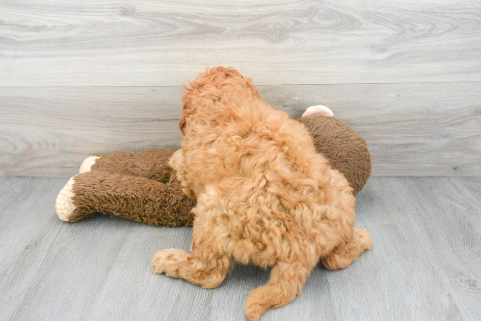 Playful Golden Retriever Poodle Mix Puppy