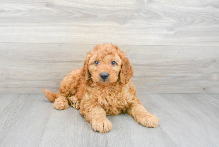 Hypoallergenic Golden Retriever Poodle Mix Puppy