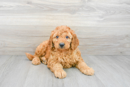 Hypoallergenic Golden Retriever Poodle Mix Puppy