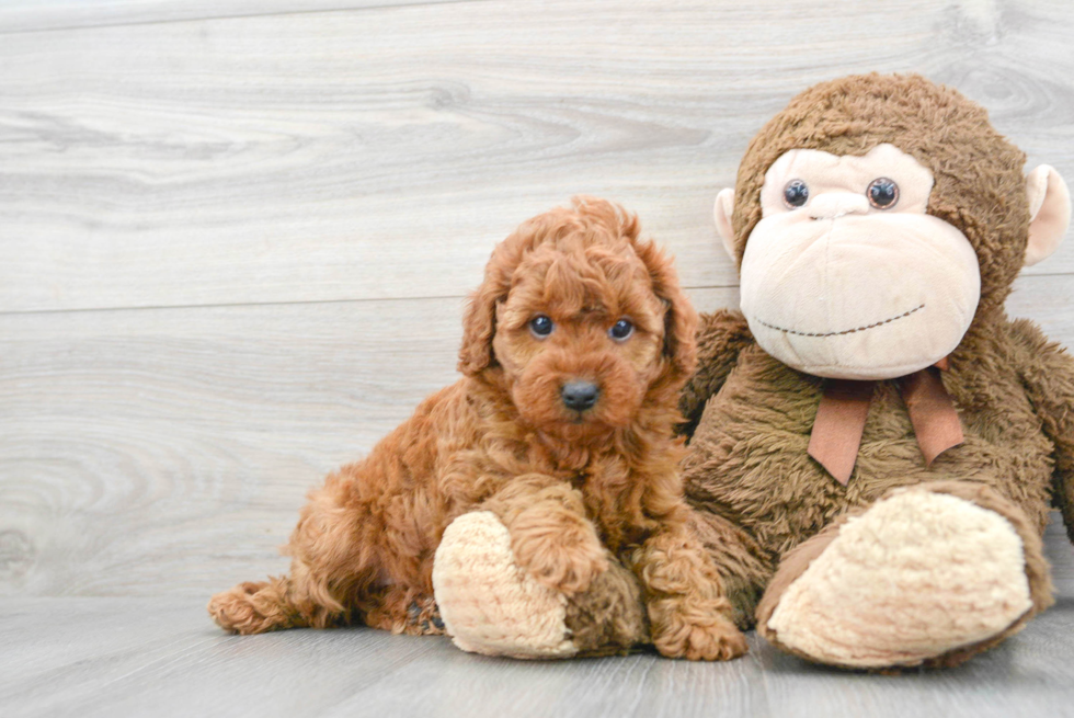 Happy Mini Goldendoodle Baby