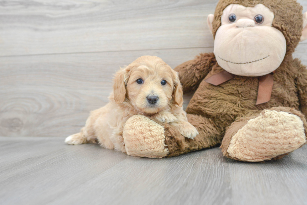 Small Mini Goldendoodle Baby