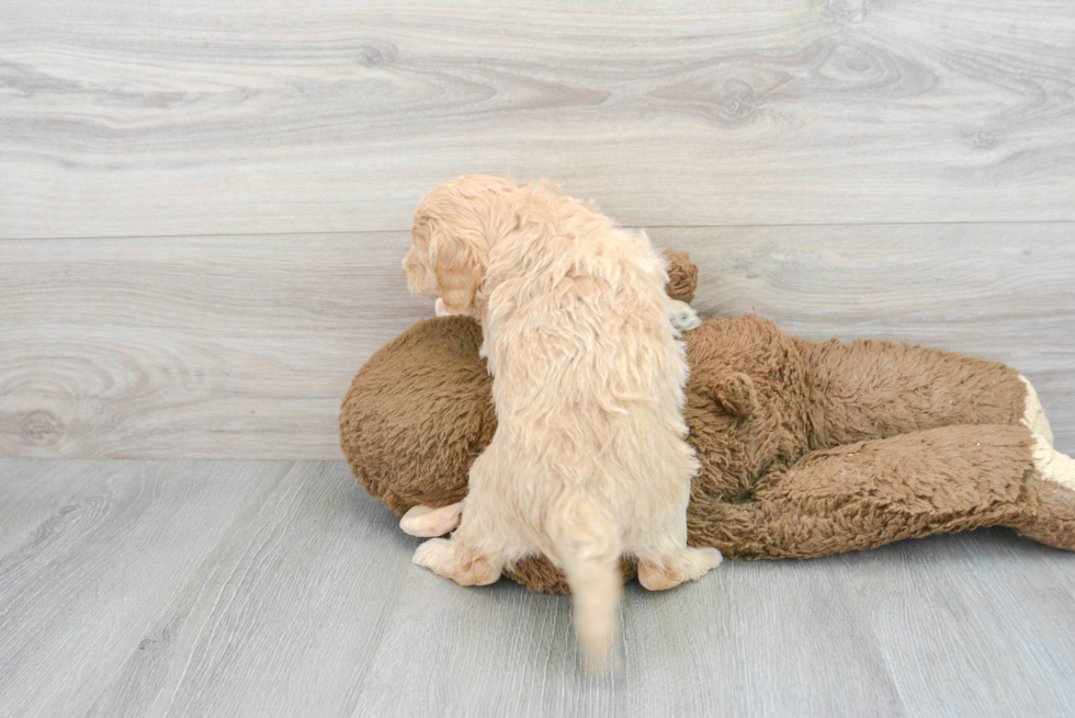 Best Mini Goldendoodle Baby