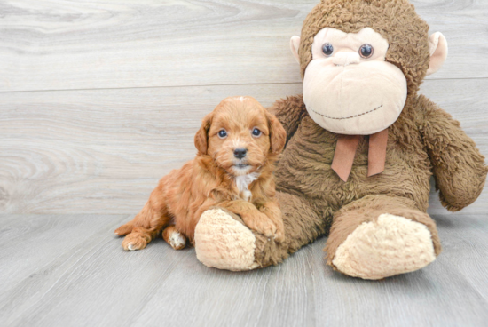 Happy Mini Goldendoodle Baby