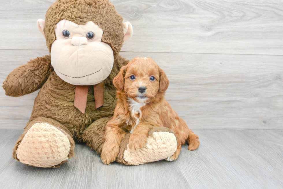 Mini Goldendoodle Puppy for Adoption