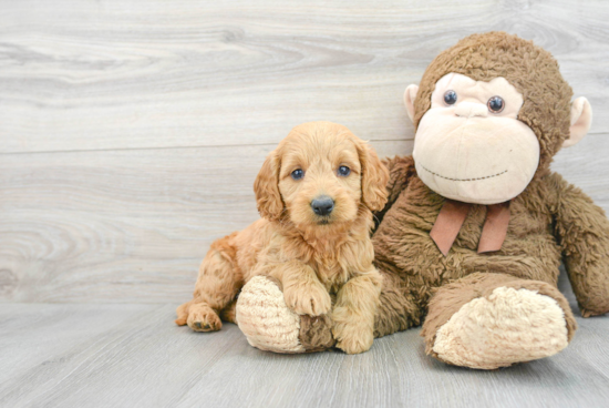 Mini Goldendoodle Pup Being Cute