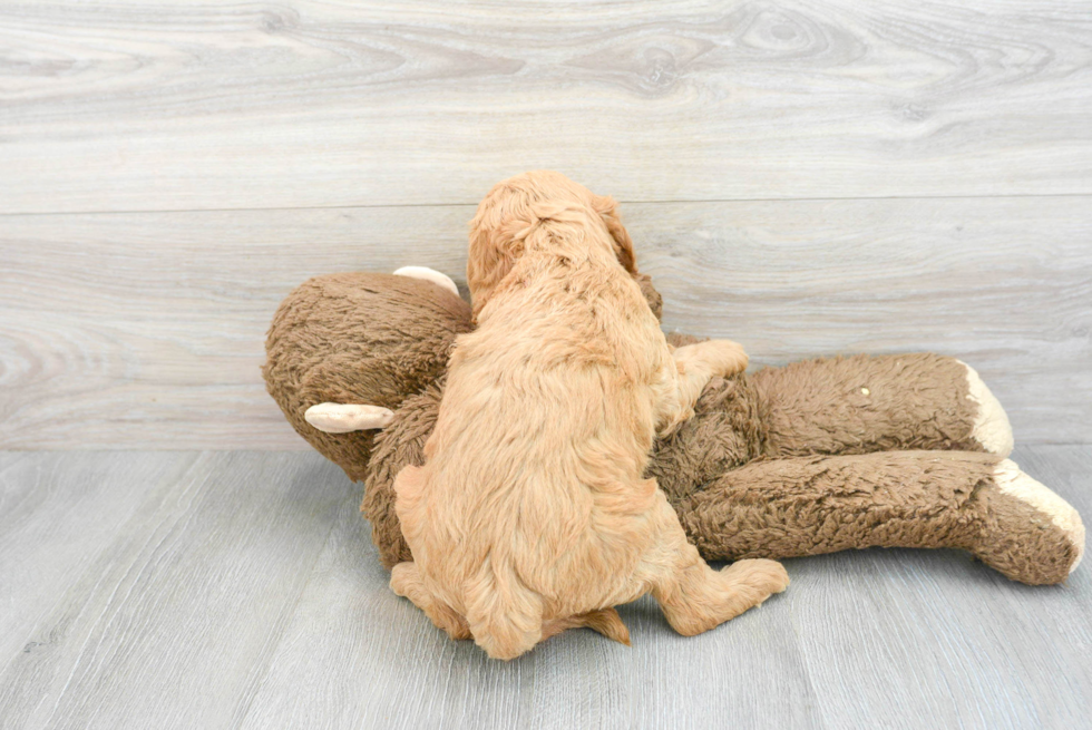 Happy Mini Goldendoodle Baby