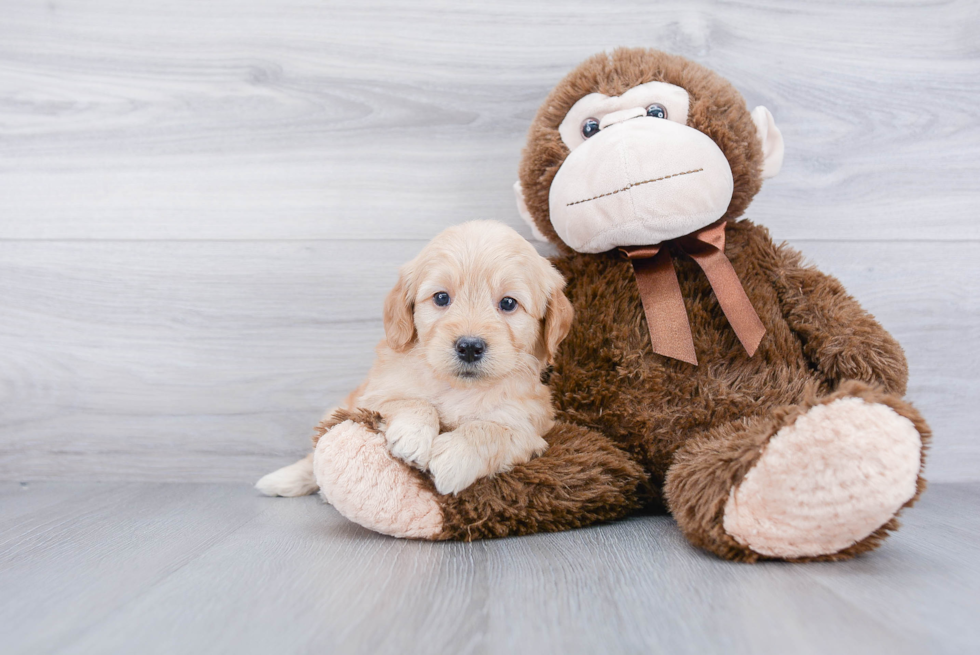 Mini Goldendoodle Pup Being Cute