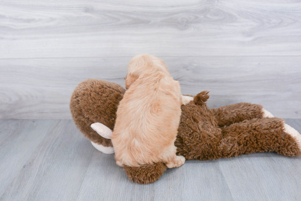 Happy Mini Goldendoodle Baby