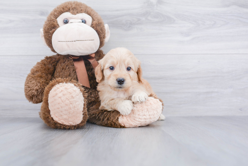 Best Mini Goldendoodle Baby