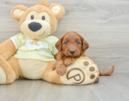 8 week old Mini Goldendoodle Puppy For Sale - Premier Pups