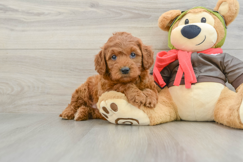 Meet Paprika - our Mini Goldendoodle Puppy Photo 1/3 - Premier Pups