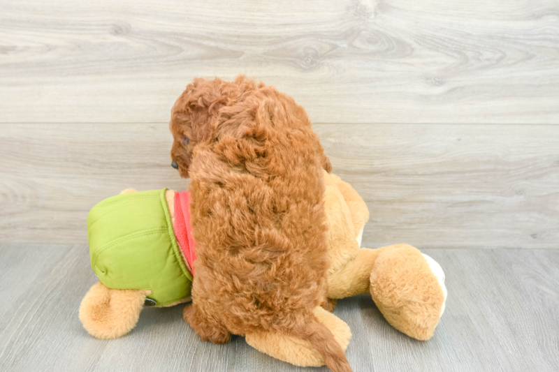 Meet Paprika - our Mini Goldendoodle Puppy Photo 2/3 - Premier Pups