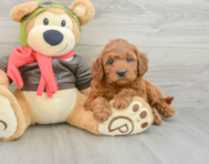 7 week old Mini Goldendoodle Puppy For Sale - Premier Pups