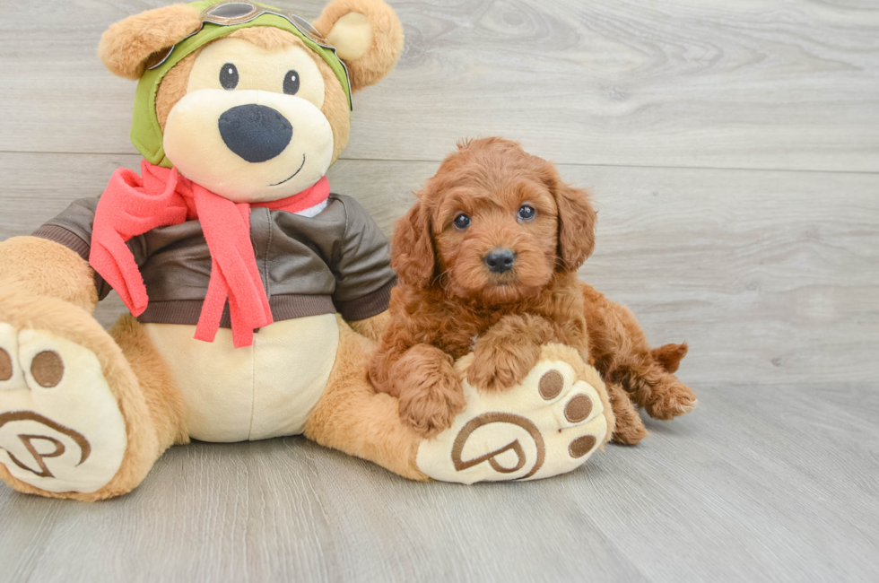 6 week old Mini Goldendoodle Puppy For Sale - Premier Pups