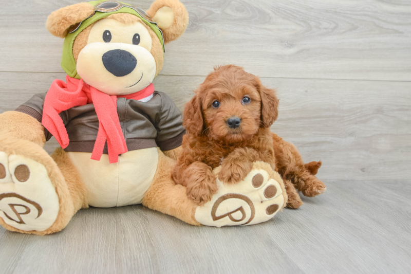 Meet Paprika - our Mini Goldendoodle Puppy Photo 3/3 - Premier Pups