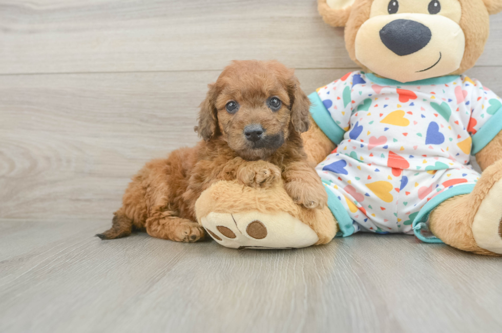6 week old Mini Goldendoodle Puppy For Sale - Premier Pups