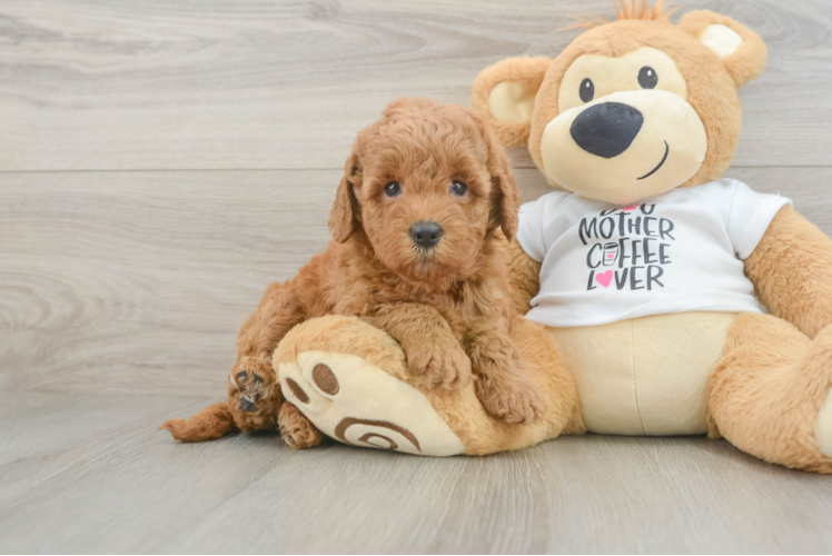 Best Mini Goldendoodle Baby