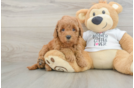 Best Mini Goldendoodle Baby