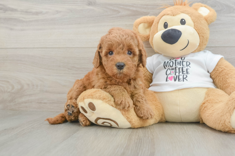 Best Mini Goldendoodle Baby