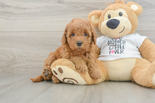 Best Mini Goldendoodle Baby