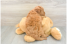 Friendly Mini Goldendoodle Baby