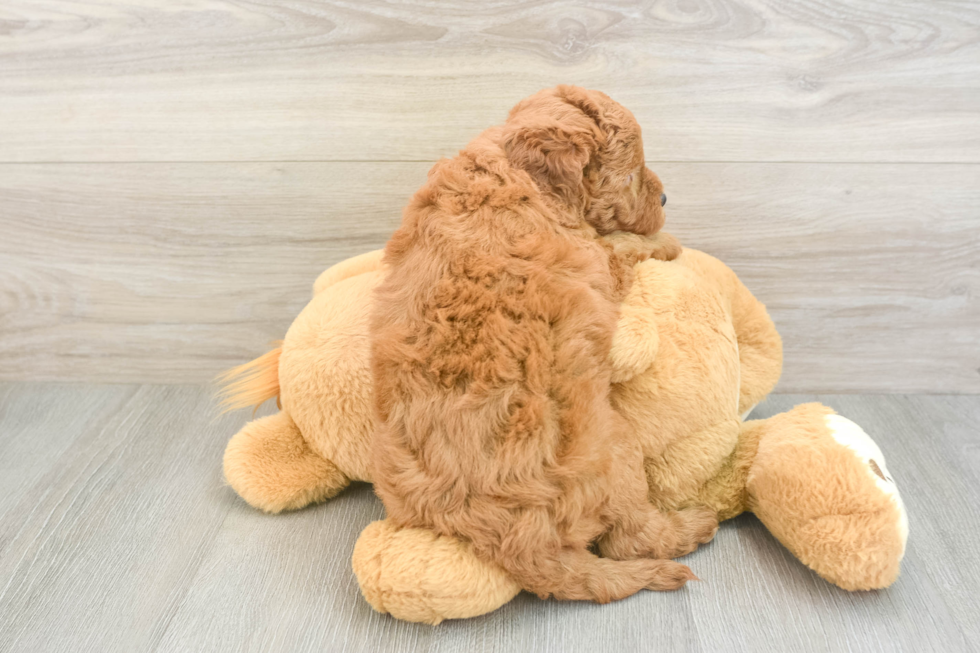 Friendly Mini Goldendoodle Baby