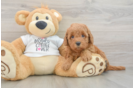 Mini Goldendoodle Pup Being Cute