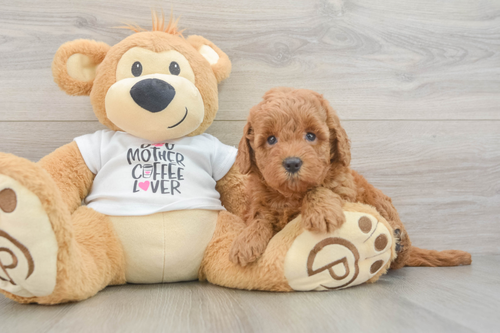 Mini Goldendoodle Pup Being Cute