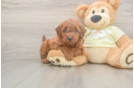 Friendly Mini Goldendoodle Baby