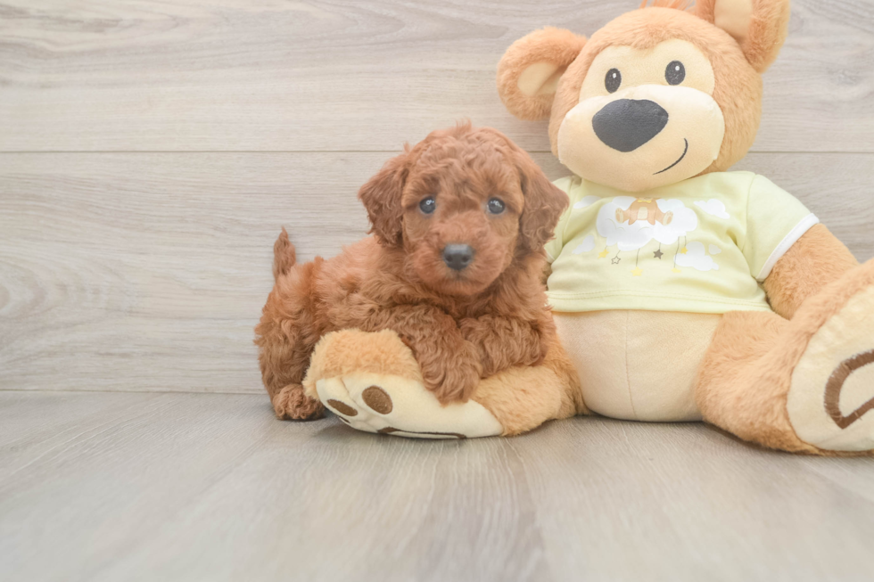 Friendly Mini Goldendoodle Baby