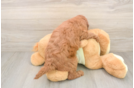 Hypoallergenic Mini Goldiepoo Poodle Mix Puppy