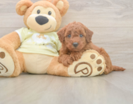 7 week old Mini Goldendoodle Puppy For Sale - Premier Pups
