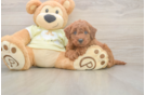 Happy Mini Goldendoodle Baby