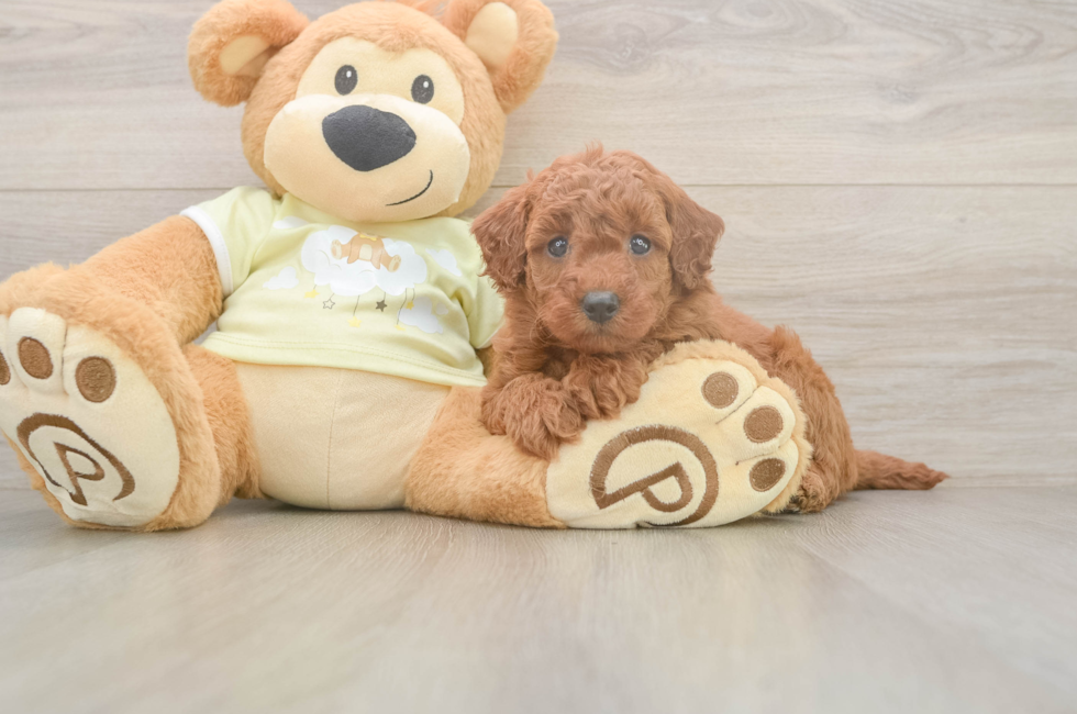 5 week old Mini Goldendoodle Puppy For Sale - Premier Pups
