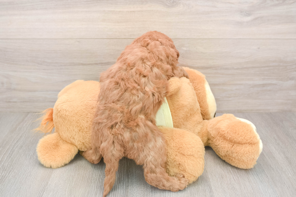 Little Mini Goldenpoo Poodle Mix Puppy