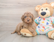 7 week old Mini Goldendoodle Puppy For Sale - Premier Pups
