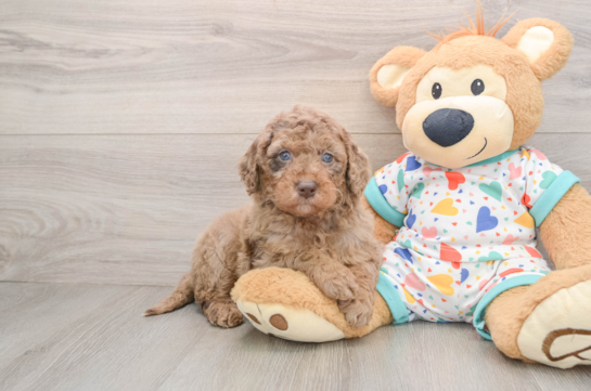 Mini Goldendoodle Pup Being Cute