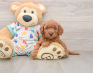 7 week old Mini Goldendoodle Puppy For Sale - Premier Pups