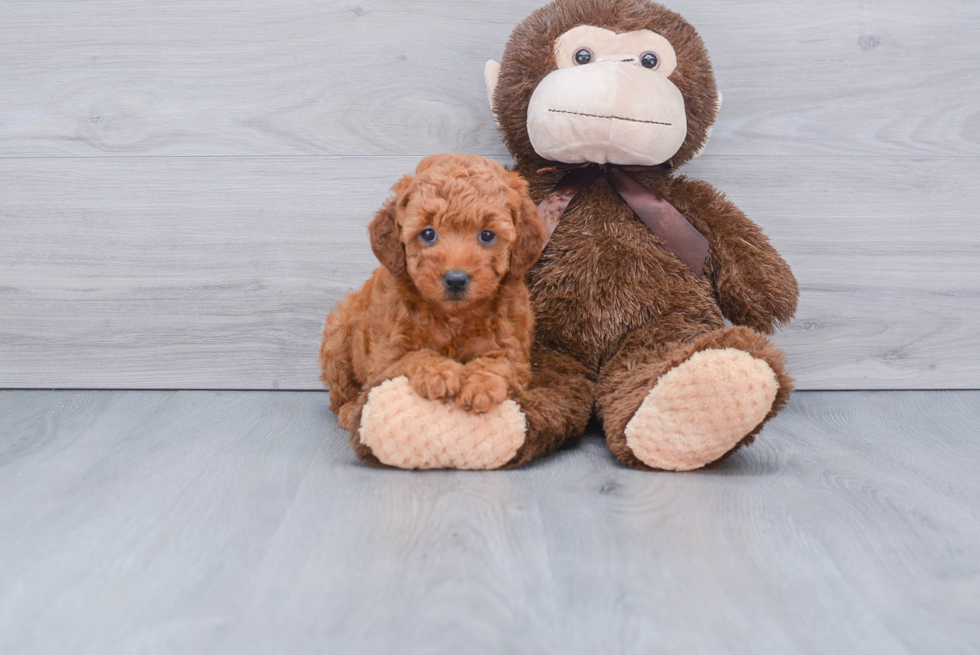 Mini Goldendoodle Puppy for Adoption