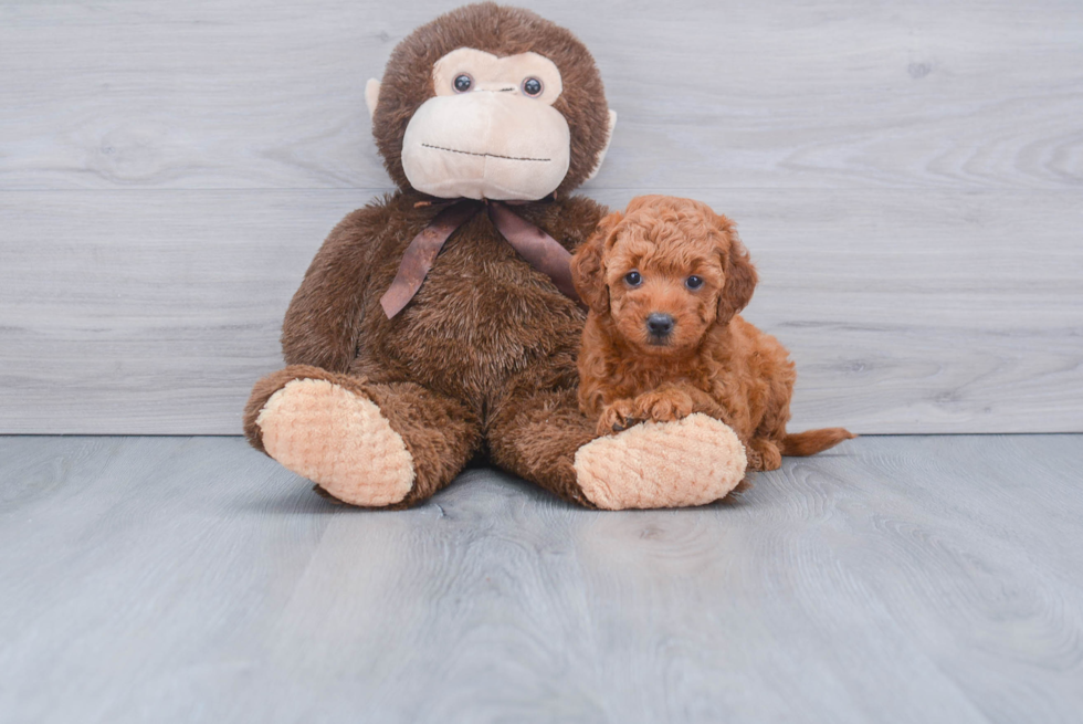 Mini Goldendoodle Pup Being Cute