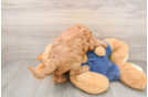 Best Mini Goldendoodle Baby