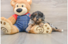 Mini Goldendoodle Pup Being Cute