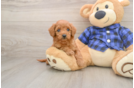 Energetic Golden Doodle Poodle Mix Puppy